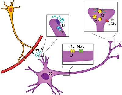 Modulation of Neural Microcircuits That Control Complex Dynamics in Olfactory Networks